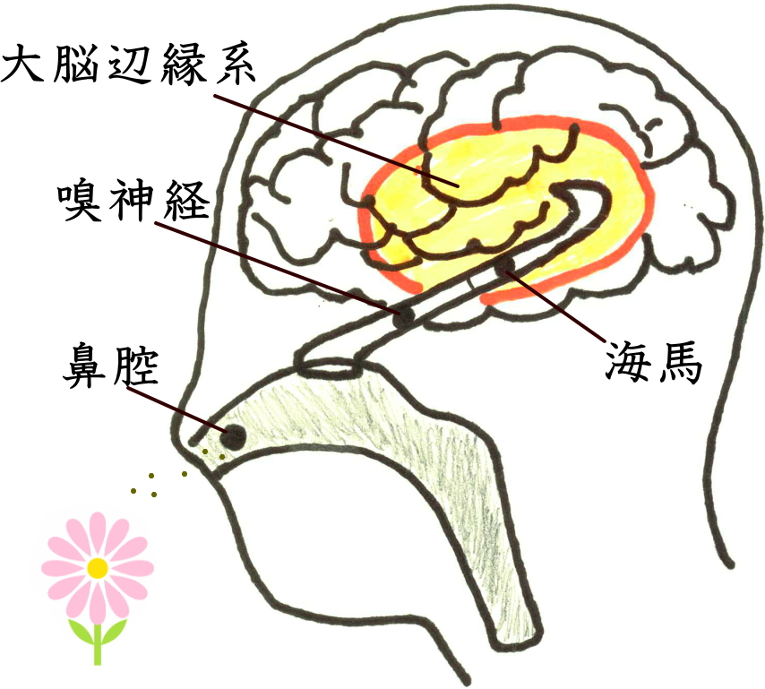 _認知症予防ペンダント_脳のイラスト